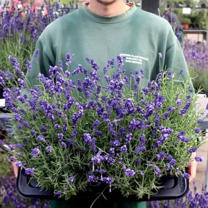 Fra usikre tal til et beslutningsgrundlag, man kan stole på